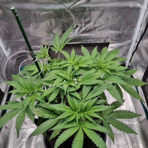 Runtzelia growlog timeline photo