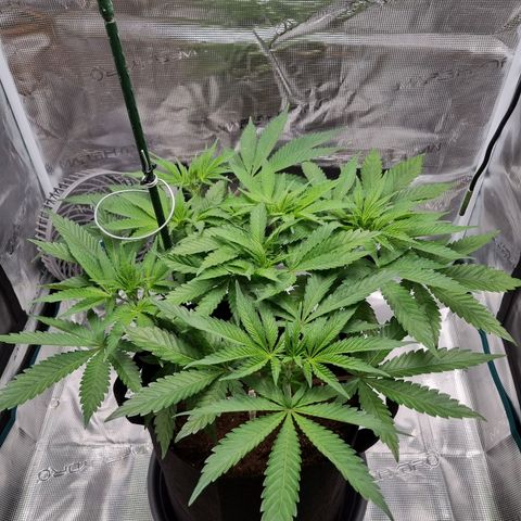 Runtzelia growlog timeline photo