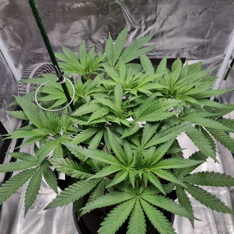 Runtzelia growlog photo: She's getting quite bushy now, I'll have to spread her out some more. 
This is before..