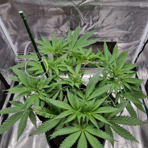 Runtzelia growlog photo: ..and this is after adding some more bending clips to spread her out..
In a few hours I'll post a picture of her again when the bended tops have grown back up.