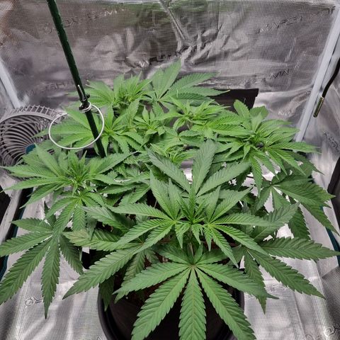 Runtzelia growlog timeline photo
