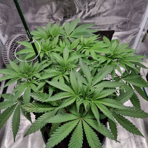 Runtzelia growlog photo: Before LST