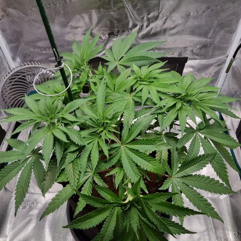 Runtzelia growlog photo: After LST