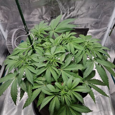 Runtzelia growlog photo: 1 hour before lights out and her first 12 hours of darkness.