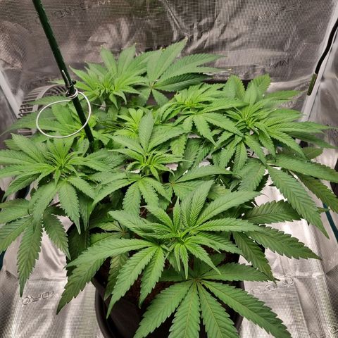 Runtzelia growlog timeline photo