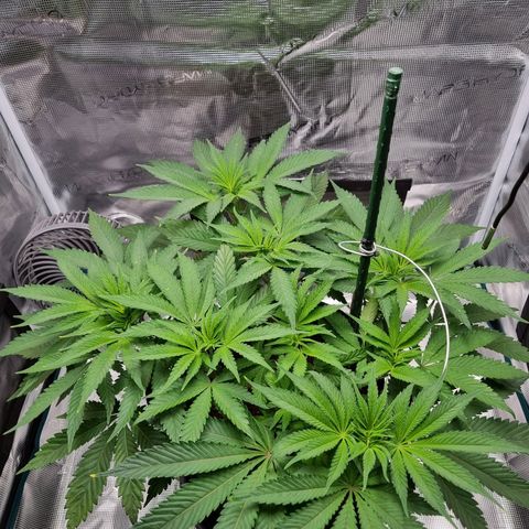 Runtzelia growlog timeline photo