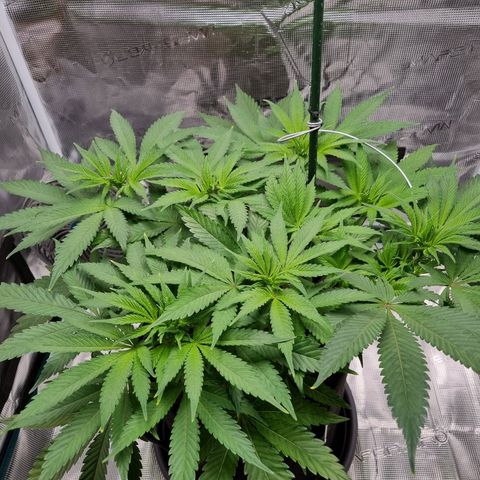 Runtzelia growlog timeline photo