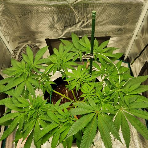 Runtzelia growlog timeline photo