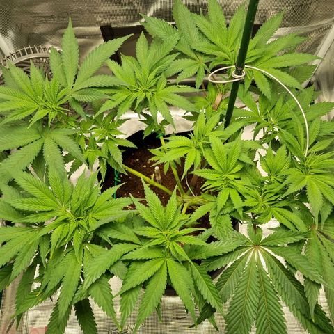 Runtzelia growlog timeline photo