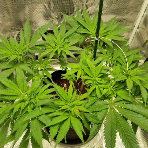 Runtzelia growlog timeline photo