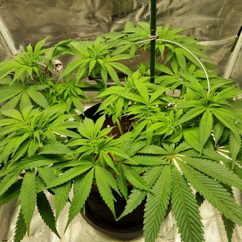 Runtzelia growlog timeline photo