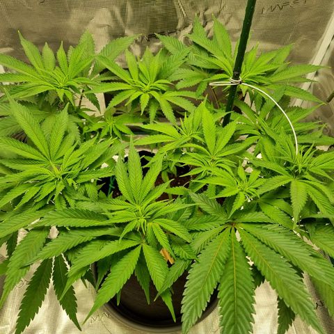 Runtzelia growlog timeline photo