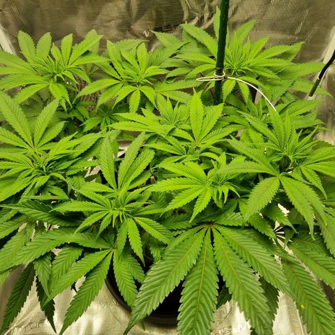 Runtzelia growlog timeline photo