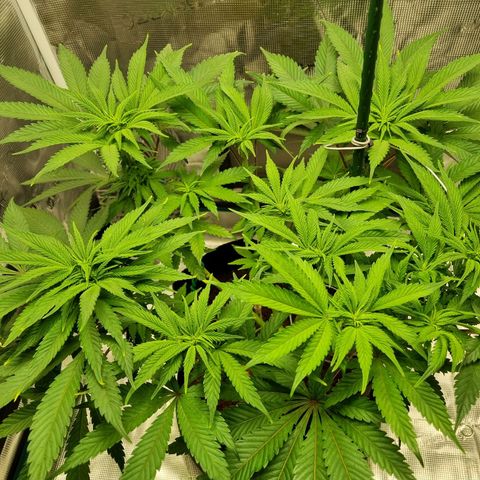 Runtzelia growlog timeline photo