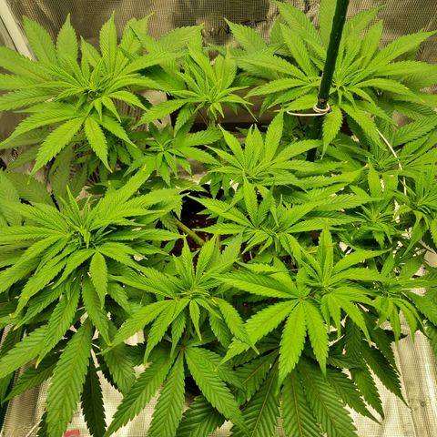 Runtzelia growlog timeline photo