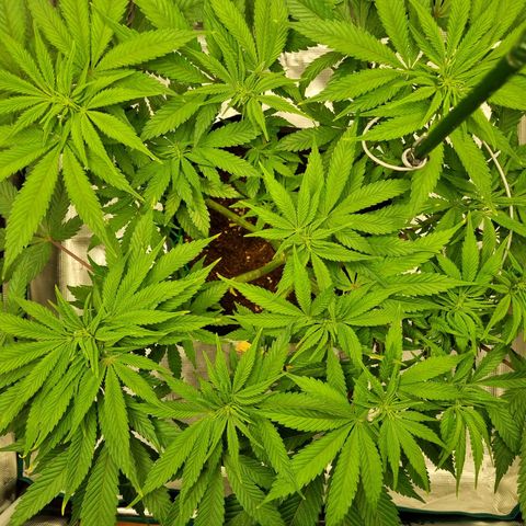 Runtzelia growlog timeline photo