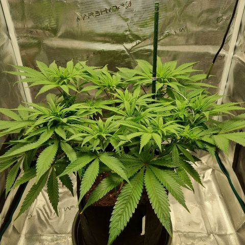 Runtzelia growlog timeline photo