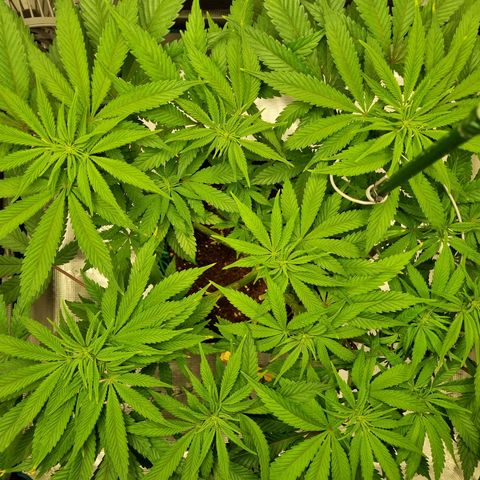 Runtzelia growlog timeline photo