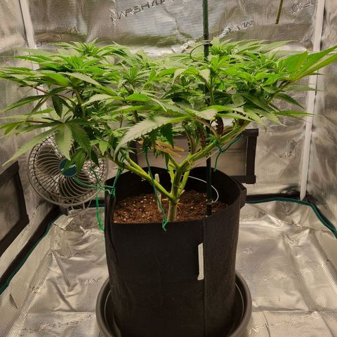 Runtzelia growlog timeline photo