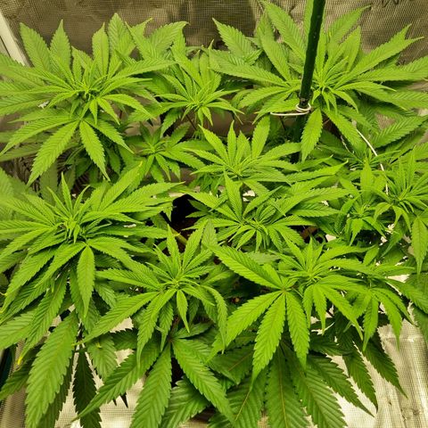 Runtzelia growlog timeline photo