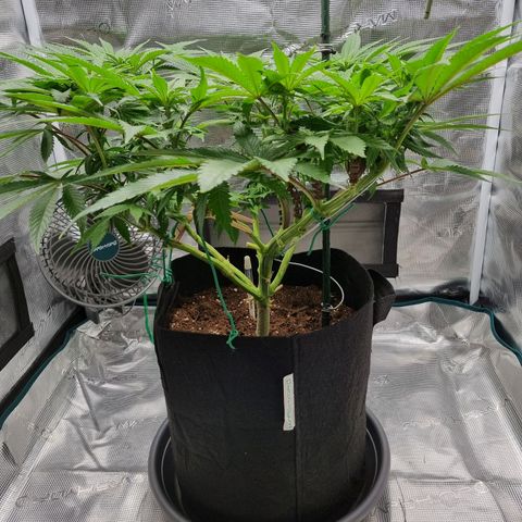 Runtzelia growlog timeline photo