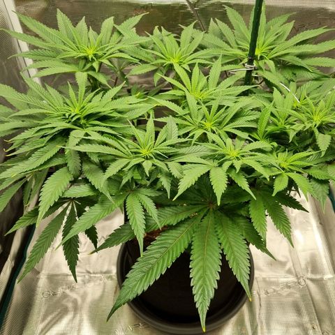 Runtzelia growlog timeline photo