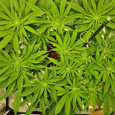 Runtzelia growlog timeline photo