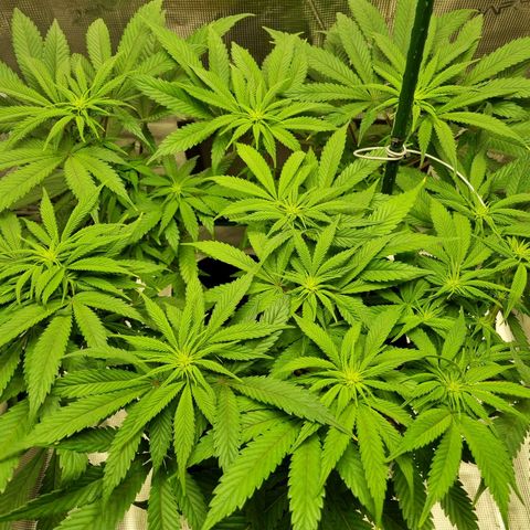 Runtzelia growlog timeline photo