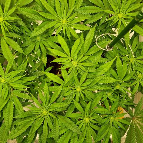 Runtzelia growlog timeline photo