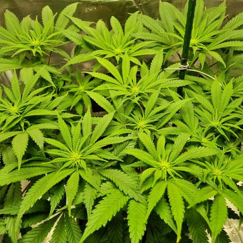 Runtzelia growlog timeline photo