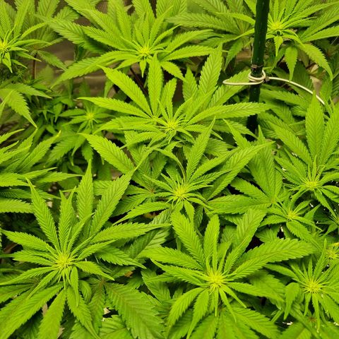 Runtzelia growlog timeline photo