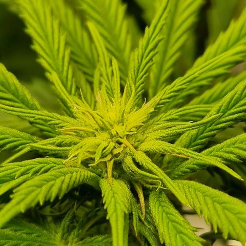 Runtzelia growlog timeline photo