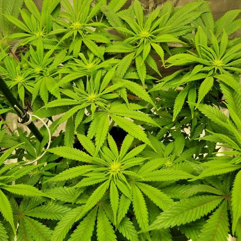 Runtzelia growlog timeline photo