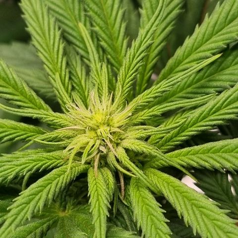 Runtzelia growlog timeline photo