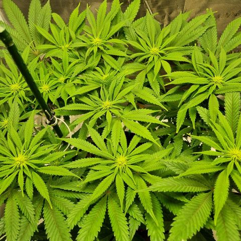 Runtzelia growlog timeline photo