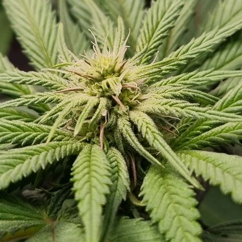 Runtzelia growlog timeline photo