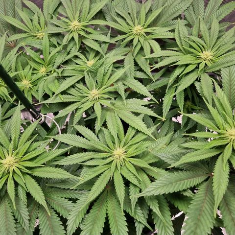 Runtzelia growlog timeline photo