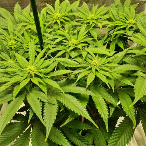 Runtzelia growlog timeline photo