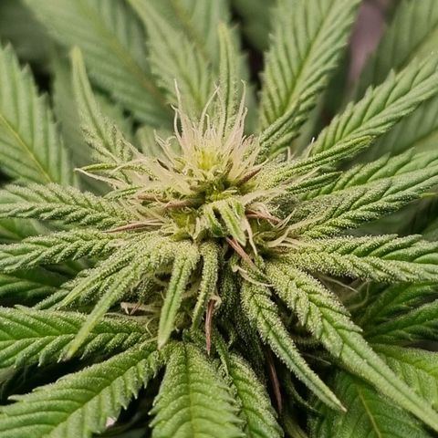 Runtzelia growlog timeline photo