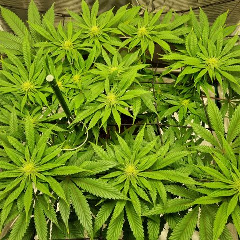 Runtzelia growlog timeline photo