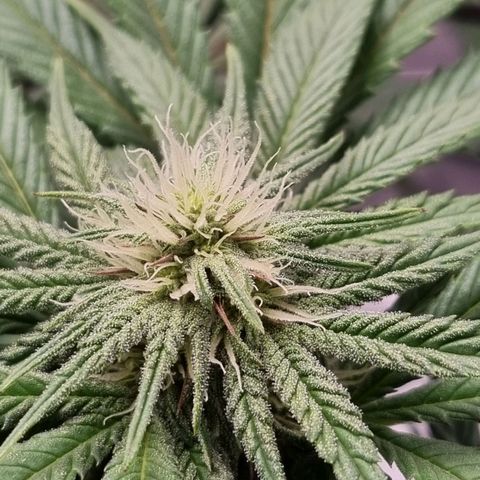 Runtzelia growlog timeline photo