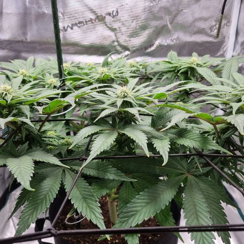 Runtzelia growlog timeline photo