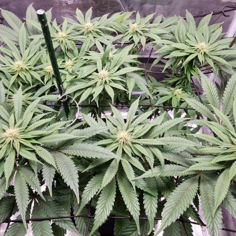 Runtzelia growlog timeline photo