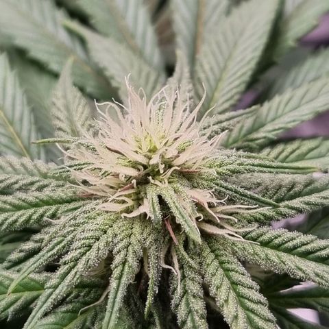 Runtzelia growlog timeline photo