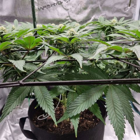 Runtzelia growlog timeline photo