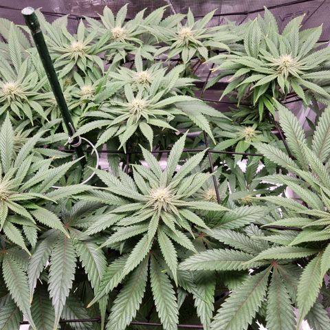 Runtzelia growlog timeline photo