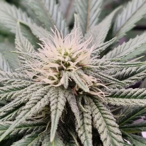 Runtzelia growlog timeline photo