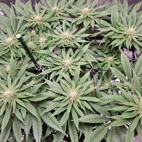 Runtzelia growlog timeline photo