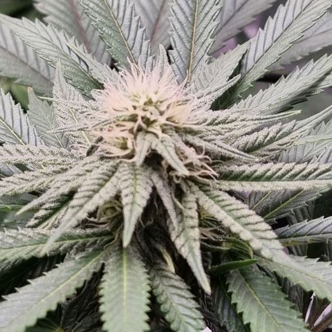 Runtzelia growlog timeline photo