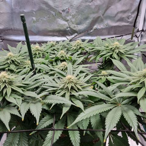 Runtzelia growlog timeline photo